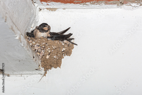 Young Barn Swallows in the nest. Hirundo rustica.