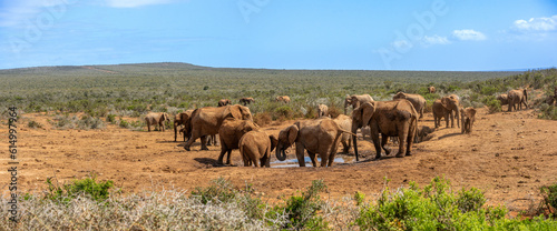 Panorama of Elephant Herd at Waterhole photo