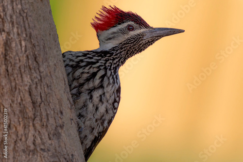 The black-rumped flameback, also known as the lesser golden-backed woodpecker or lesser goldenback, is a woodpecker found widely distributed in the Indian subcontinent photo