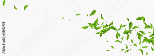Mint Leaf Nature Vector Panoramic Transparent