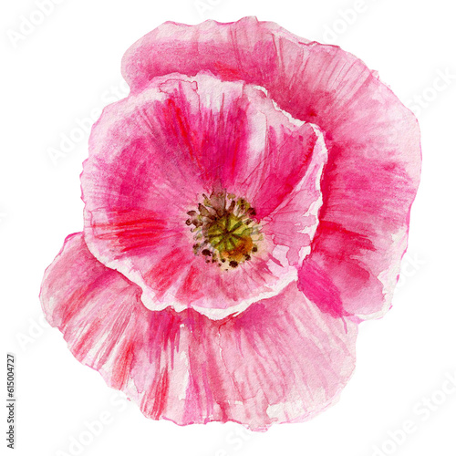 Watercolor pink Poppy flower hand drawn colorful illustration isolated on white background, floral bouquet garden design for greeting card, package cosmetic, page magazine, wedding invite florist shop