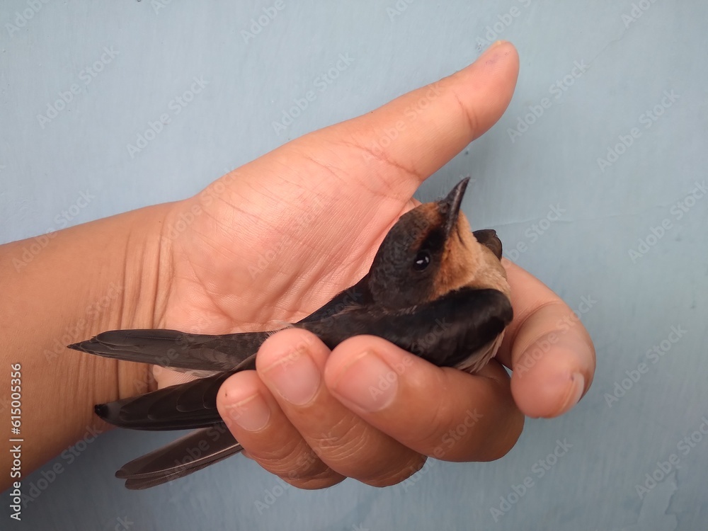 Obraz premium Little cute bird in hand 