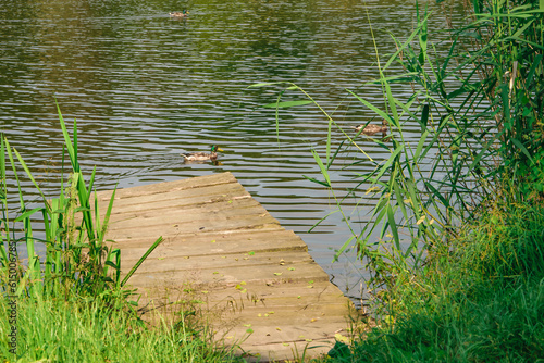 Drewniany pomost zbudowany nad taflą eziora i pływająca po wodzie kaczka krzyżówka 