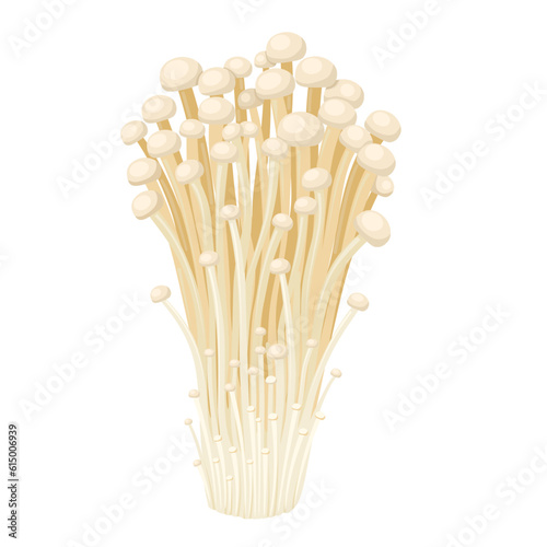 Vector illustration, enoki mushroom, isolated on white background.