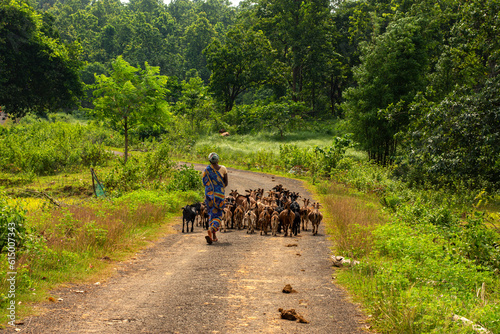 16th August, 2022, Belpahari, West Bengal, India: Beautiful village road of Bengal a woman walking with his goats for farming. Paddy fields both side of the road and small plateau hill in background.