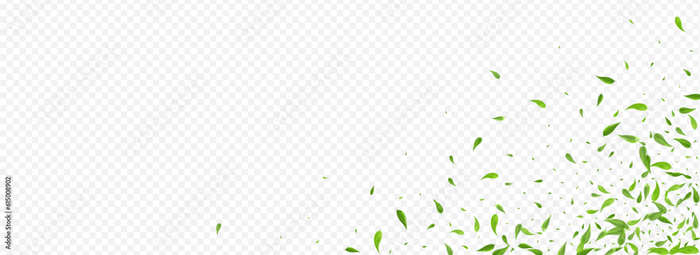 Olive Leaf Fresh Vector Panoramic Transparent