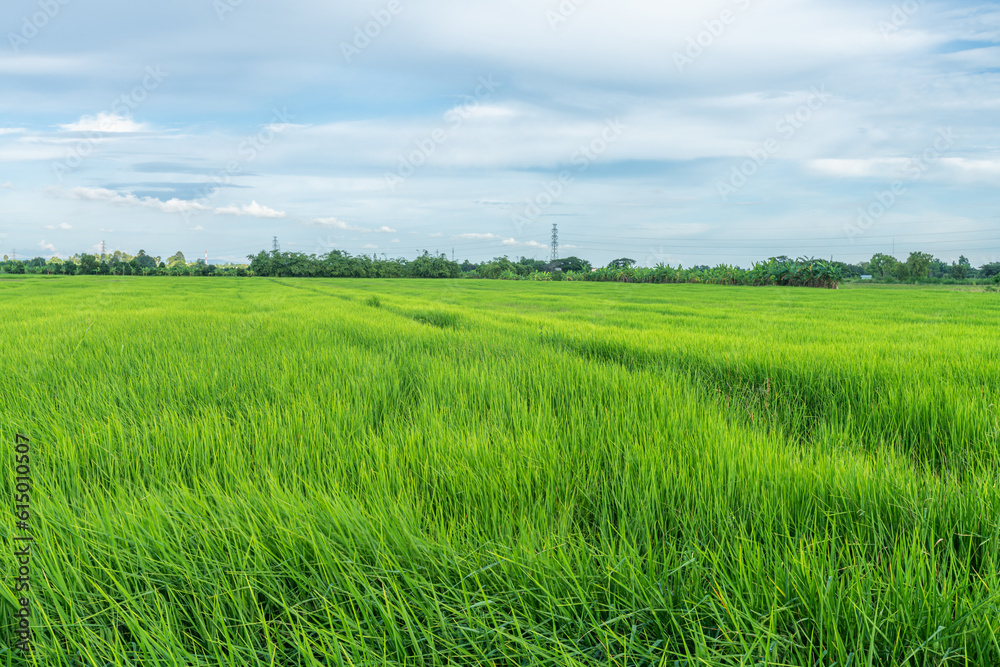 Scenic view landscape of Rice field green grass with field cornfield or in Asia country agriculture harvest with fluffy clouds blue sky daylight background. Scenic view landscape of Rice field green grass with field cornfield or in Asia country agriculture harvest with fluffy clouds blue sky daylight background.