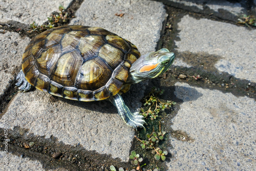 close up of a walking brazilian water turtle (Trachemys adiutrix). photo
