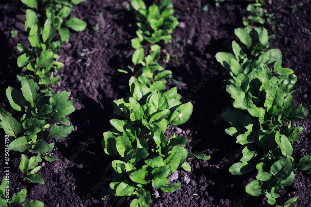 Young sprouts of seedlings in the vegetable garden. Greenery in a greenhouse. Fresh herbs in the spring on the beds. Young sprouts of seedlings in the vegetable garden. Greenery in a greenhouse. Fresh herbs in the spring on the beds.