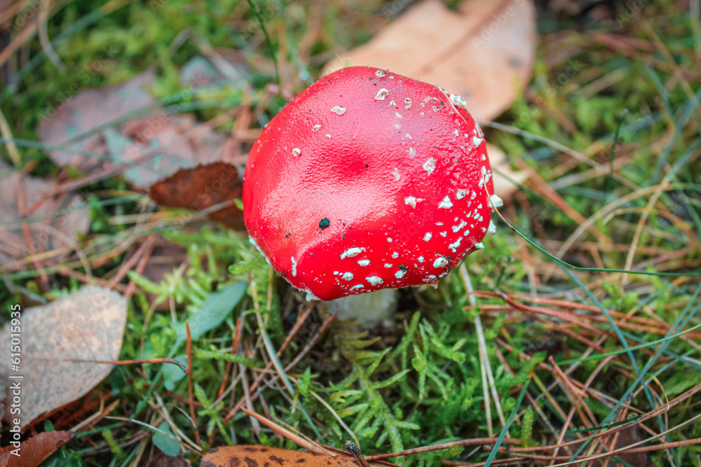 Autumn - Poisonous red toadstool in the forest on the background of moss Autumn - Poisonous red toadstool in the forest on the background of moss
