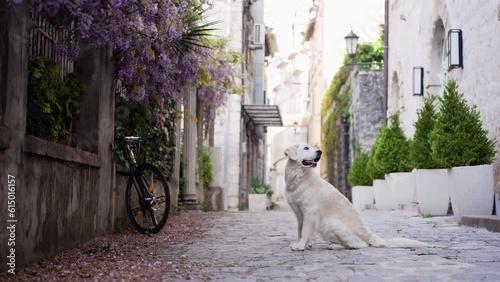  dog lies on street in the city. Golden Retriever on the background of the architecture of the old town center. Walking with a pet photo