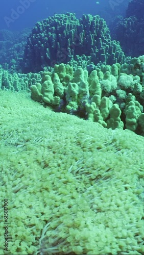 Vertical video, Camera moves forward over large Flowerpot coral or Anemone coral (Goniopora columna) colony in coral garden, Slow motion photo