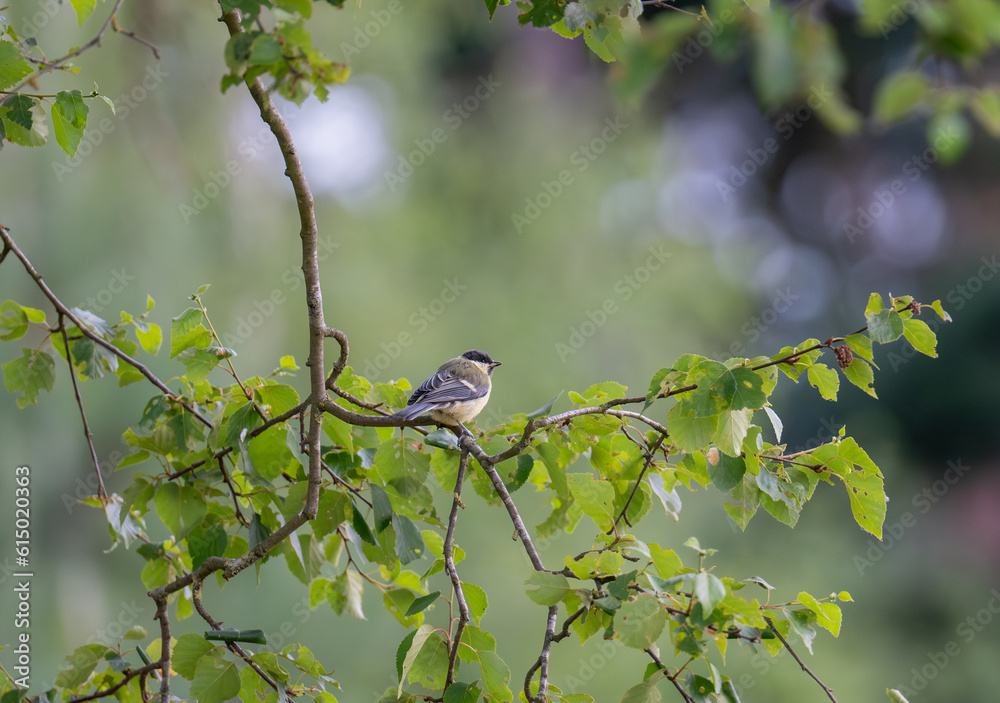 Obraz premium Great tit showing his beatifull yellow colours