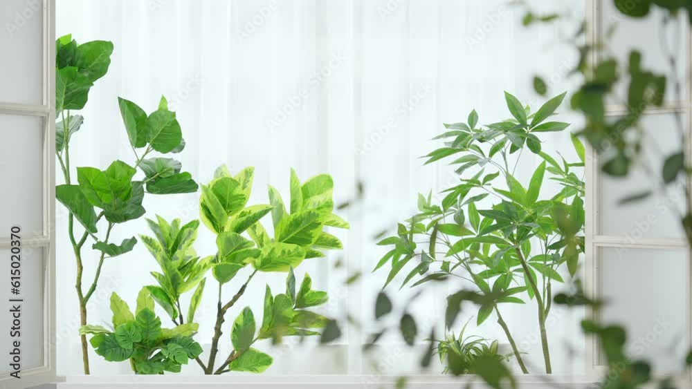 窓と植物 サンルーム 窓と植物 サンルーム