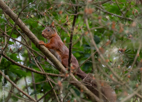 a red squirrel in the maashorst the netherlands  © Kevin