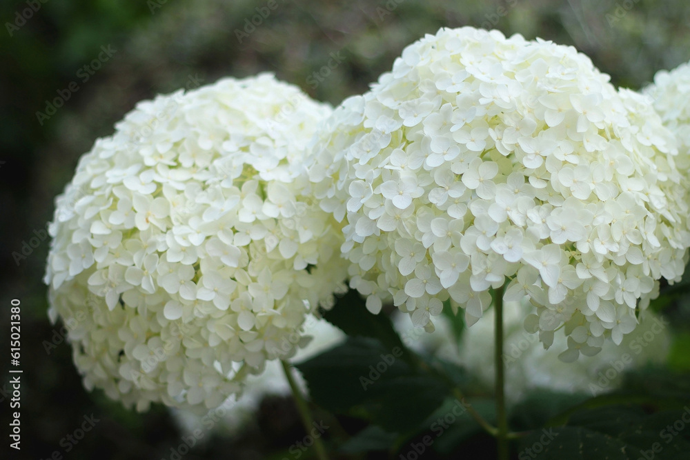 Beautiful white Hydrangea flowers in a garden. Selective focus. Beautiful white Hydrangea flowers in a garden. Selective focus.