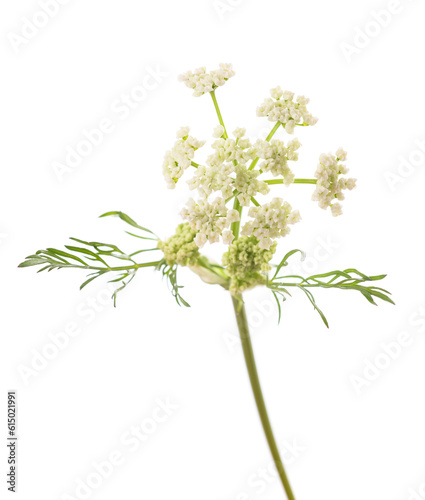 Carum carvi flowers