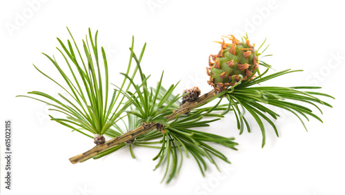 Larch branch with cone