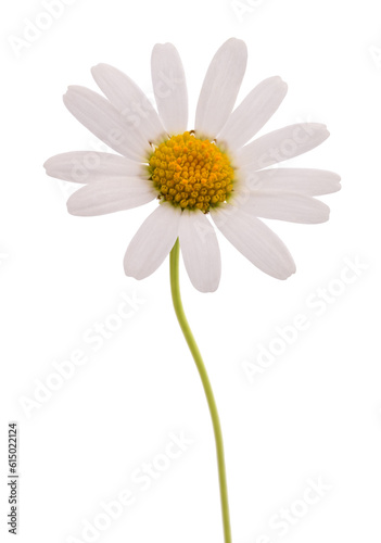 White daisy