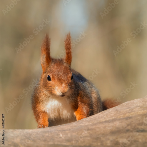 Cute European red squirrel on a tree trunk waiting for food