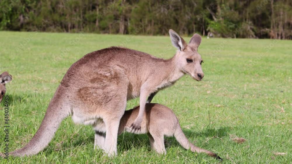 Kangaroo Mother and Joey in a Lush Green Field Kangaroo Mother and Joey in a Lush Green Field