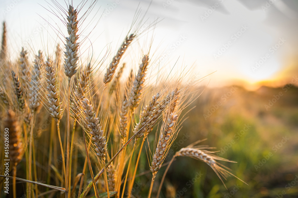 Close-up ripe golden wheat ears. Golden wheat field under sunlight. Close-up ripe golden wheat ears. Golden wheat field under sunlight.