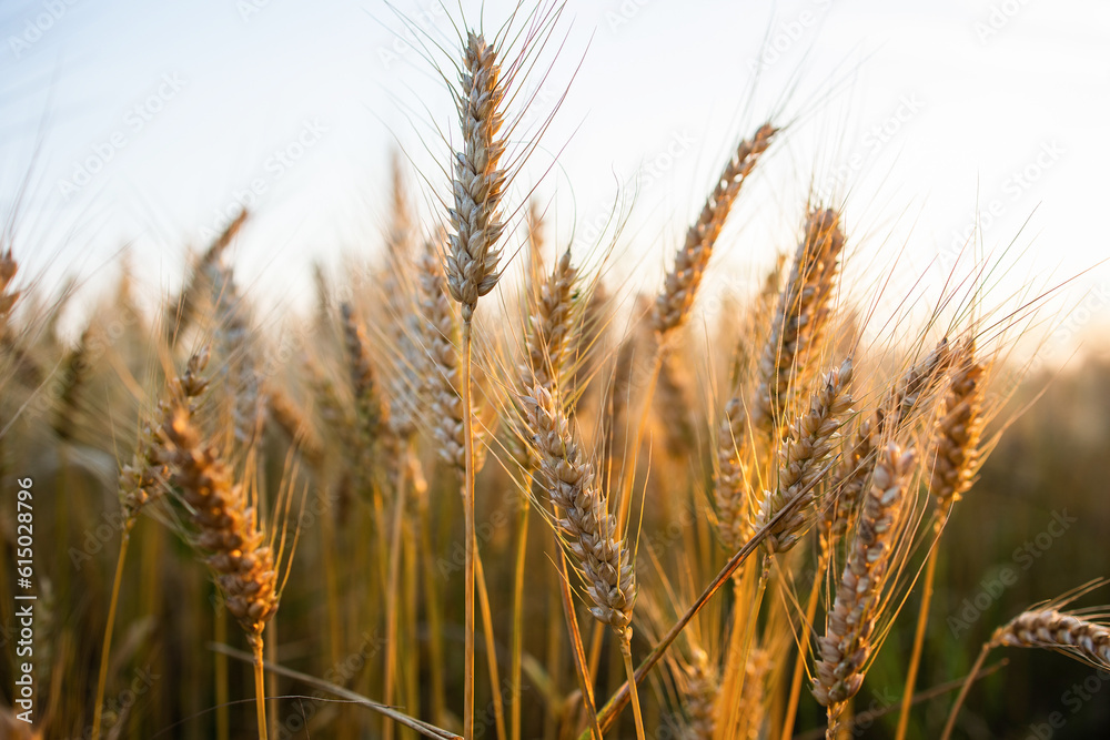 Close-up ripe golden wheat ears. Golden wheat field under sunlight. Close-up ripe golden wheat ears. Golden wheat field under sunlight.