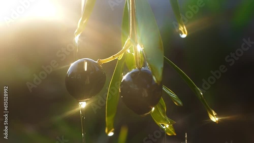 olive tree with ripe olives in an olive garden. olive oil production concept. organic oil pouring close up. 