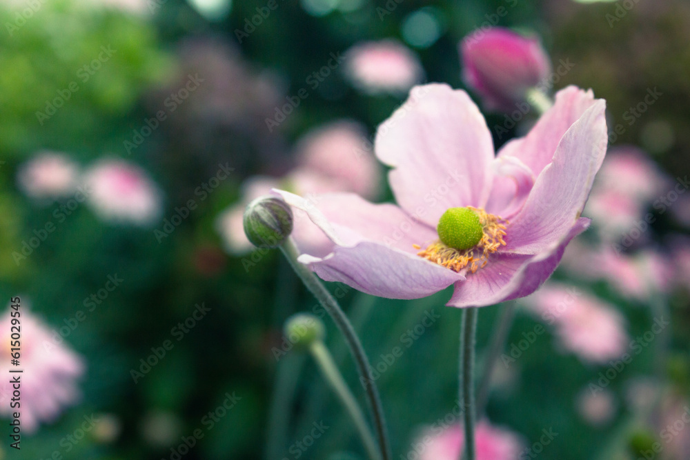 Side view of isolated blooming Anemone hupehensis japonica on green background Side view of isolated blooming Anemone hupehensis japonica on green background