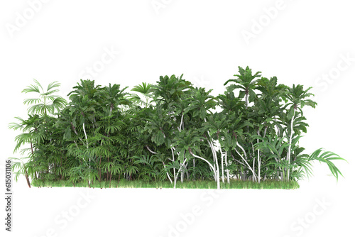 Tropical forest isolated on transparent background. 3d rendering - illustration