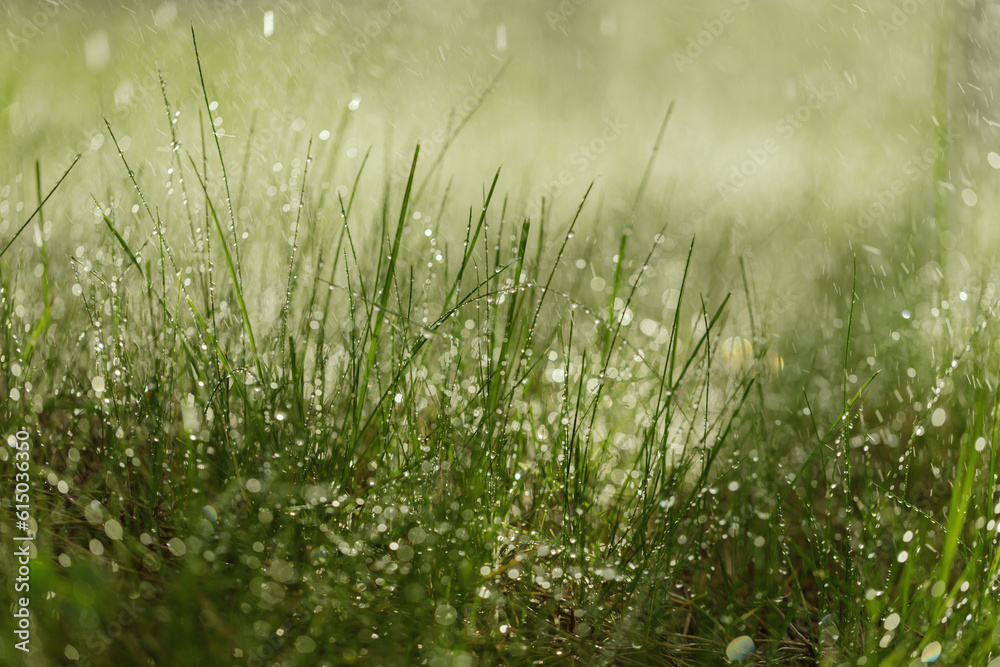 Beautiful fresh and juicy green grass and dripping rain abstract blurred natural background. Meadow grass with drops dew close up. Save the earth concept, ecology  and relaxation concept..