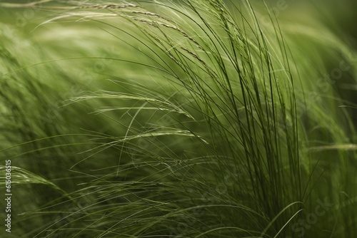 Light and elegant curves of feather grass  stipa . Summer terrace exterior concept. Feather grass found as ornamental plants in the garden design.