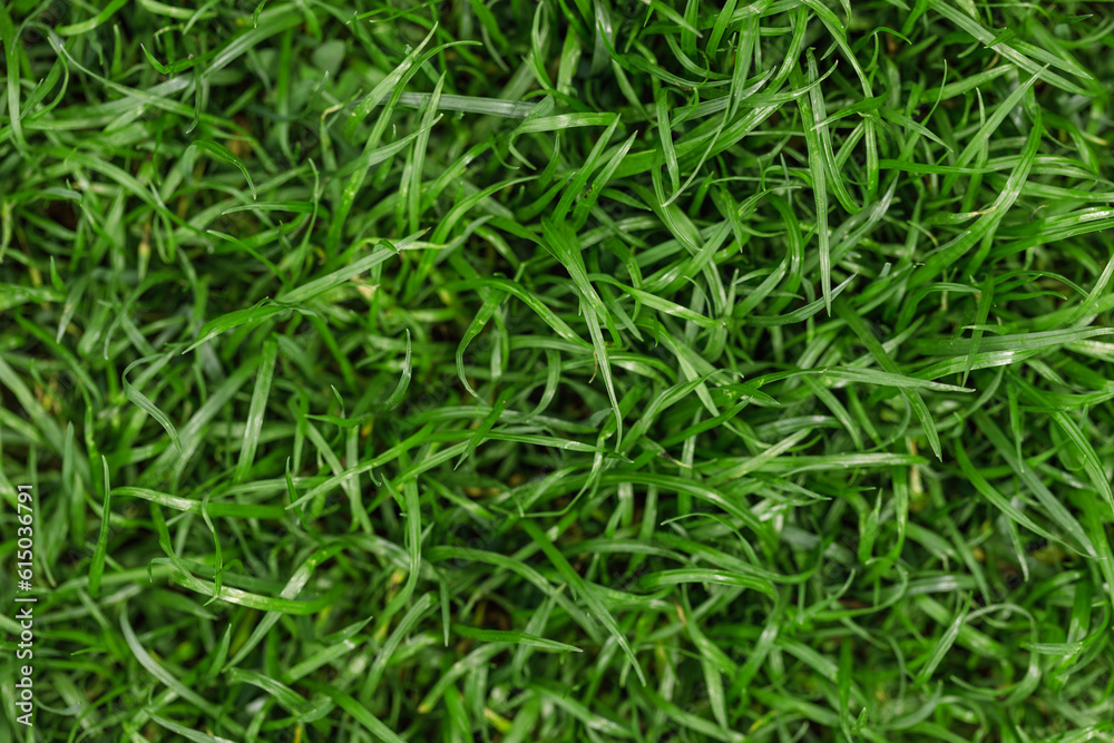 Natural green grass background, fresh lawn top view Natural green grass background, fresh lawn top view