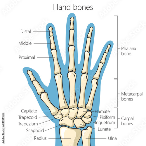 Bones of the hand anatomy schematic diagram vector illustration. Medical science educational illustration