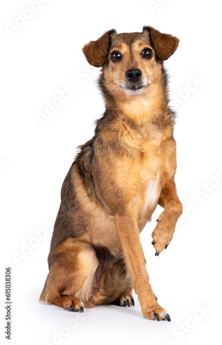 Fantastic looking elder dog, sitting side ways one paw lifted looking at camera, isolated on a white background