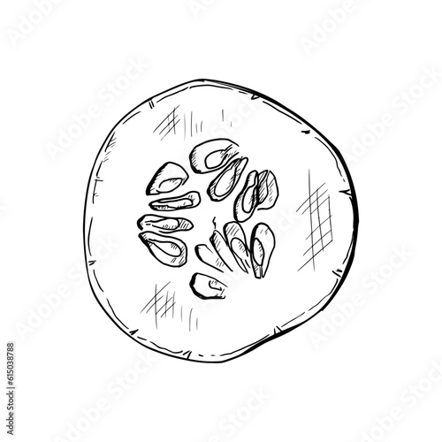 Hand-drawn vector illustration of cucumber slice. Isolated object on a white background.