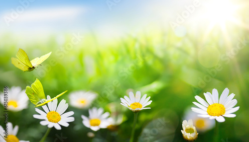 Fototapeta Naklejka Na Ścianę i Meble -  art abstract; Beautiful summer  background with fresh green grass and wild chamomile flowers in sunny meadow