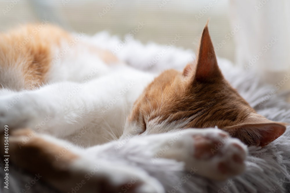 ぐっすり眠る猫　茶トラ白