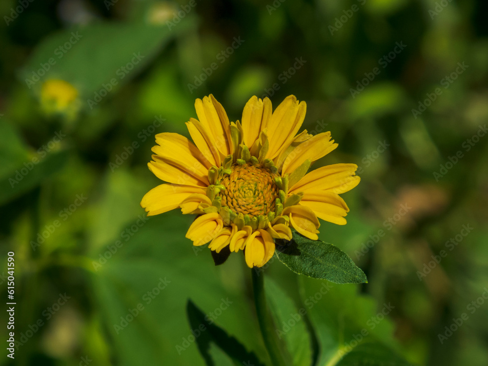 bee on a dandelion bee on a dandelion