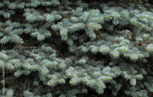 Layer of spruce branches