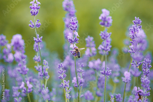 Honey bee pollinates lavender flowers. Plant decay with insects., sunny lavender. Lavender flowers in field. Close-up macro image wit blurred background.