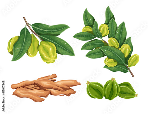 Arjuna set vector illustration. Cartoon isolated fruits grow on branch of Arjun Tree Kukubha with green leaf, heap of dry bark pieces for Ayurveda medicine and harvest of Indian summer garden