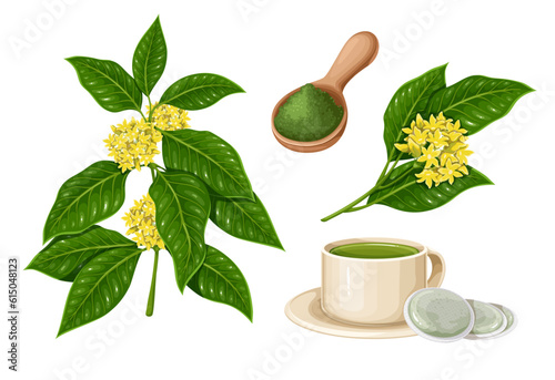 Gymnema sylvestre set vector illustration. Cartoon isolated green leaves and flowers on gymnema branch, tea cup and paper bag with ayurvedic herbs, wooden spoon with powder for Ayurveda medicine