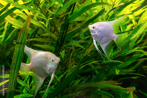 Tropical fish Pterophyllum scalare altum, angelfish swimming in aquarium water wtih green algae. Two white silver fishes in oceanarium pool. Aquatic organism, underwater life, aquarium pet