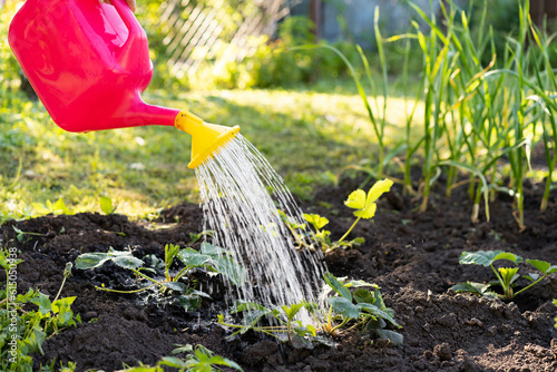 watering strawberries and caring for crops in the garden