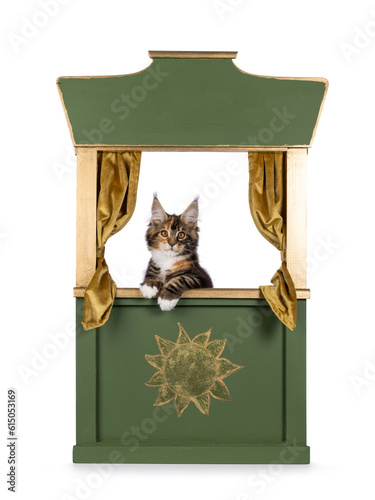 Cute Maine Coon cat kitten, hanging over edge of green with gold puppet theatre. Looking straight to camera. isolated on a white background.Maine Coon cat kitten on white background photo
