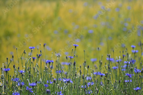 Blue cornflowers (Centaurea cyanus) beside a golden field, the flower is popular for many insects, concept for biodiversity in agriculture, copy space, selected focus