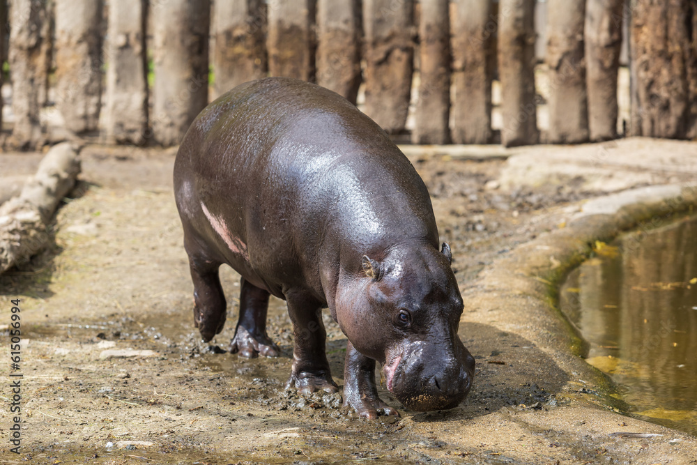 Choeropsis liberiensis - Liberian hippopotamus in a wooden corral in sunny weather. Choeropsis liberiensis - Liberian hippopotamus in a wooden corral in sunny weather.