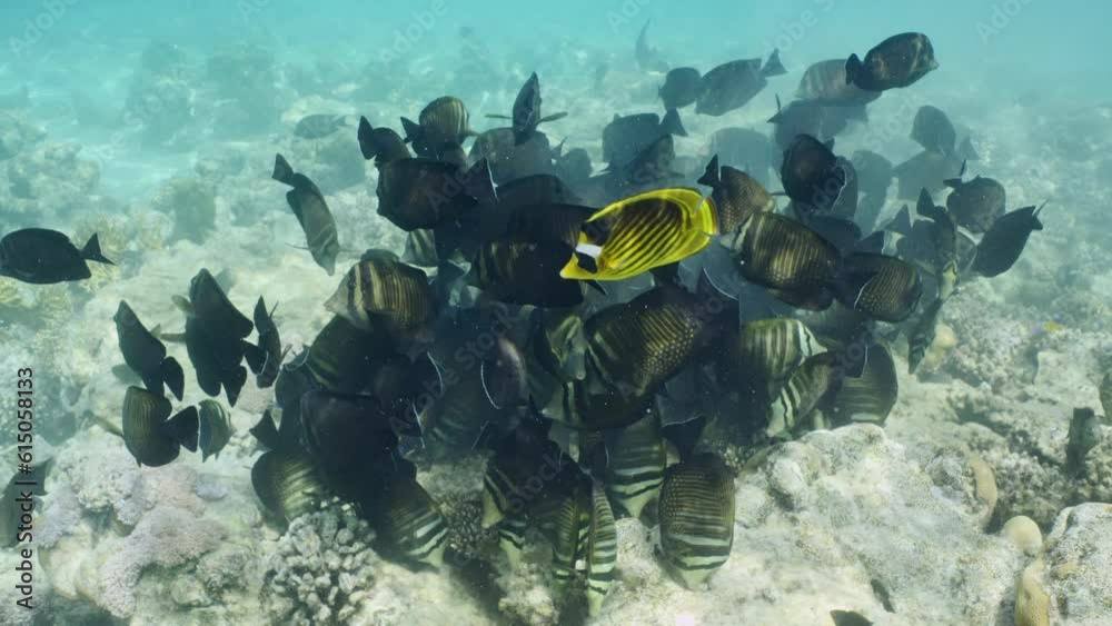 School of Surgeonfish feeding on reef on a sunny day, Slow motion. Large shoal of Sailfin Tang nibbles on top of coral reef during daytime sunshine School of Surgeonfish feeding on reef on a sunny day, Slow motion. Large shoal of Sailfin Tang nibbles on top of coral reef during daytime sunshine