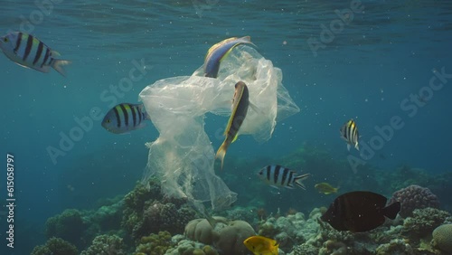 Tropical fish are interested in plastic bag, swim up to it in search of food at sunset in sunlight, Slow motion. Plastic bag floats under surface of ocean in evening, with tropical fish swims around 